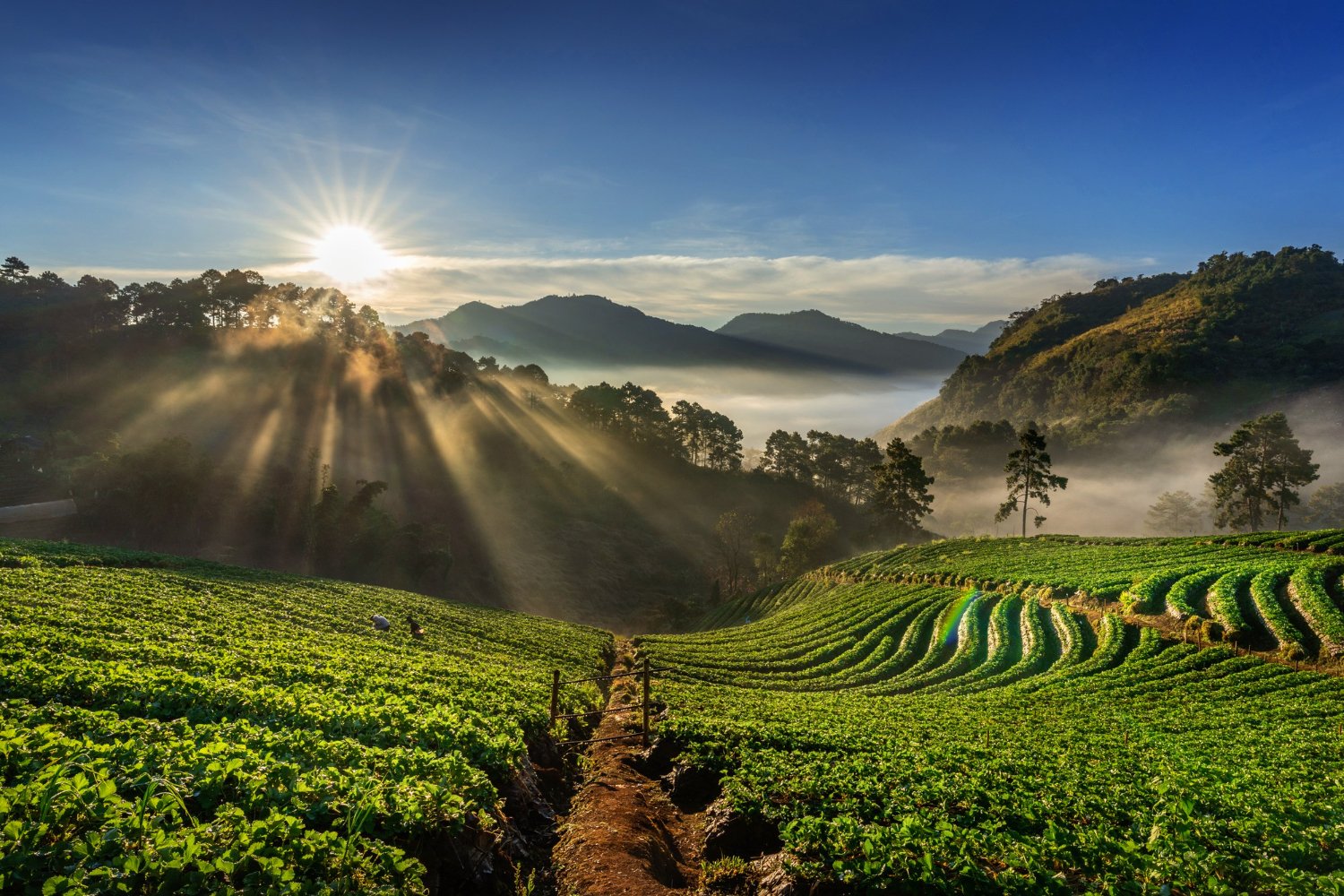 Katmandu Coffee Himalayan Alpine Hills